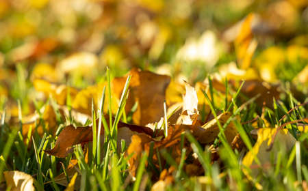 Yellow autumn tree leaves the translucent, selective focus on green grass.の写真素材