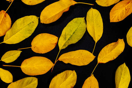 Ripe Pumpkins and the yellow autumn leaves on a black background. Harvest concept, Thanksgiving dayの写真素材