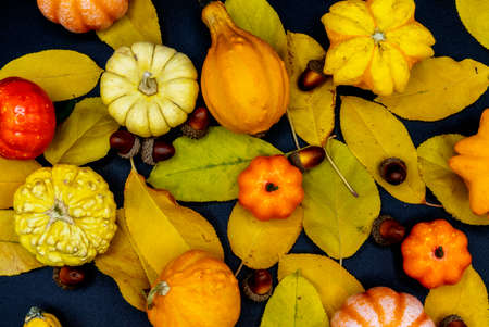 Ripe Pumpkins and the yellow autumn leaves on a black background. Harvest concept, Thanksgiving dayの写真素材