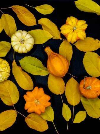 Ripe Pumpkins and the yellow autumn leaves on a black background. Harvest concept, Thanksgiving dayの写真素材