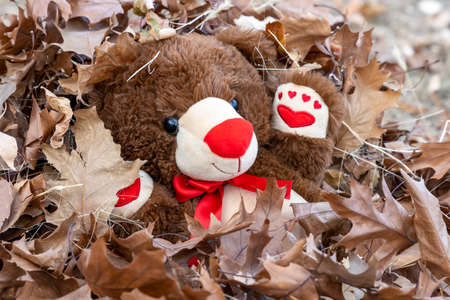 Funny brown fluffy teddy bear toy found in the large pile of dry leavesの写真素材