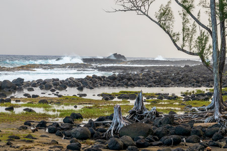Scenic morning landscape in the Lehia Beach Park, Hilo, Hawaiiの写真素材