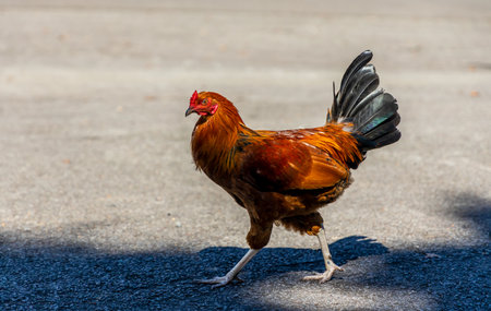 Wild chicken roaming on a parking lot on Big Island, Hawaiiの写真素材