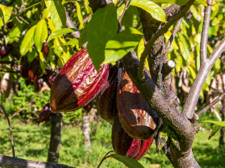 Red cacao pods on the tree between green leaves and branchesの写真素材