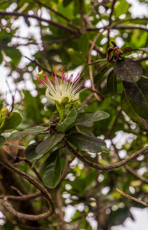 Ohia Lehua in the tropical rainforest on Big Island, Hawaiiの写真素材