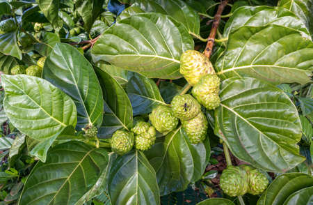 Noni fruits (Morinda citrifolia) on the tree. Kauai Island, Hawaiiの写真素材