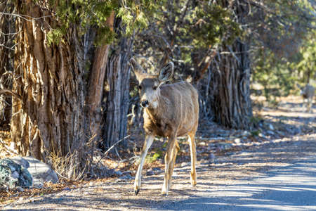 Young deer walking along the road in Crestone, Coloradoの写真素材