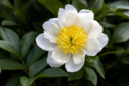 Close up of a Wood Anemone or Anemonoides nemorosaの写真素材