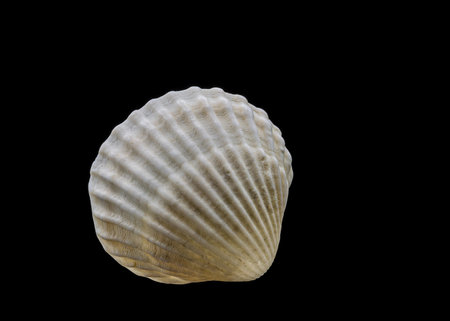 Beautiful sea shell isolated on a black background
