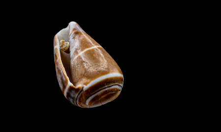 Beautiful sea shell isolated on a black backgroundの写真素材