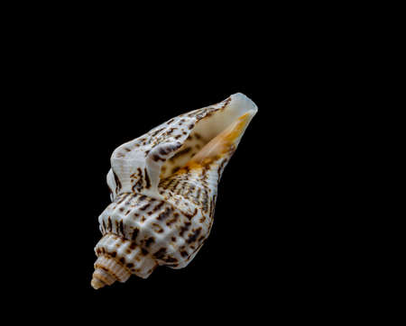 Beautiful sea shell isolated on a black backgroundの写真素材