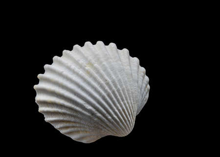 Beautiful sea shell isolated on a black backgroundの写真素材