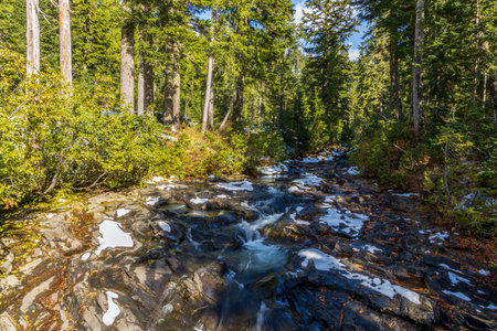 Forest Landscape at Mount Rainier National Park, Washington