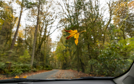 Yellow tree leaf on the car window with raindrops on a rainy fall day with a beautiful autumn landscape in the backgroundの写真素材