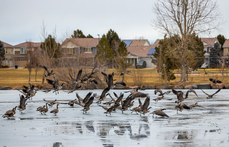 Geese resting and flying on a frozen pond in the winter city park in Aurora, Coloradoの写真素材