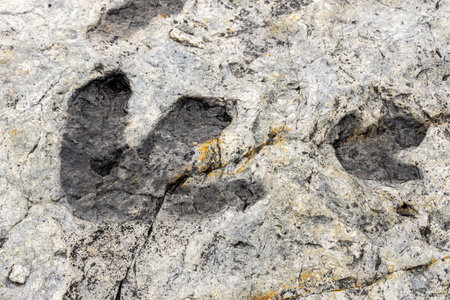 Fossilized dinosaur tracks at Dinosaur Ridge Park in Morrison, Coloradoの写真素材