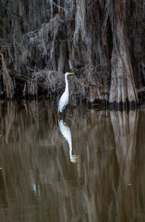 Great White Egret among the cypress trees in Caddo Lake, Texasの写真素材