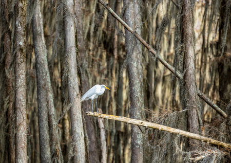 Great White Egret among the cypress trees in Caddo Lake, Texasの写真素材