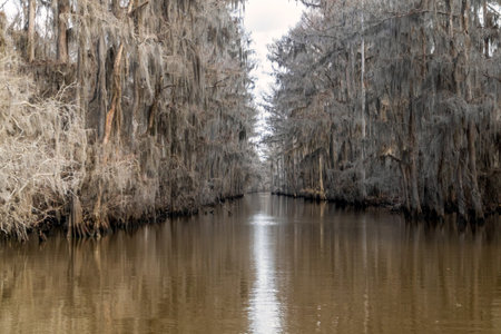 Beautiful cypress trees on Caddo Lake, Texas, on a winter morningの写真素材