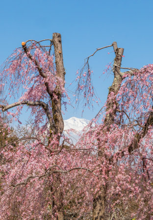 Blooming pink blossom branches with Mount Fuji in the background.の写真素材