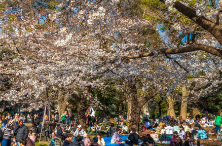 Tokyo, Japan - March 20, 2023: Visitors enjoy cherry blossom (Sakura) in Ueno Park, Tokyo, Japanのeditorial素材