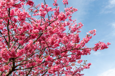 Beautiful Sakura flowers during the spring season in the park. Yokohama, Japan