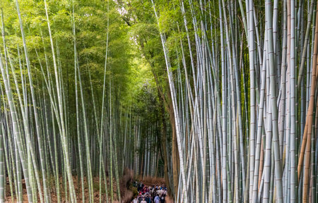 Kyoto, Japan - March 27, 2023: Bamboo Grove in the Beautiful Kameyama Park near Katsura River in Arashiyama, Kyoto, Japanのeditorial素材