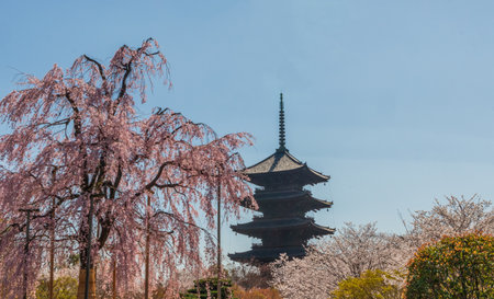 Kyoto Japan - March 28, 2023: To-ji Gojunoto (Five-Story Pagoda) and Sakura in bloom in To-ji  temple in Kyoto, Japanのeditorial素材