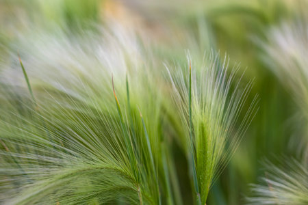 Green barley in the prairie of Colorado on sunset. Hordeum jubatumの写真素材