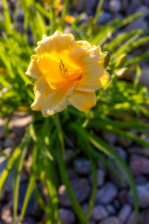 Hemerocallis Stella de Oro beautiful yellow flower in the garden