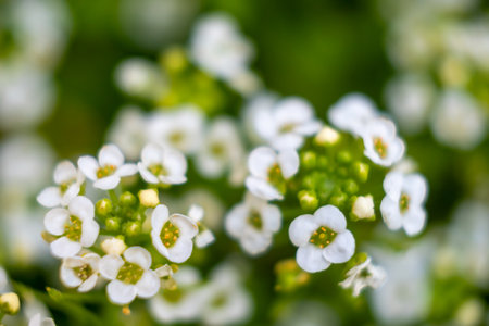 Closeup of a Beautifully Blooming Sweet Alyssum (Lobularia Maritima) Flowerの写真素材