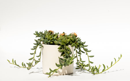 Indoor plant in a flower pot, isolated on a white background. Curio radicans, or string of bananas, or fishhook senecio.の写真素材