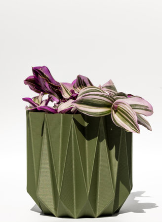 Indoor plant in a flower pot, isolated on a white background. Wondering jew tradescantiaの写真素材