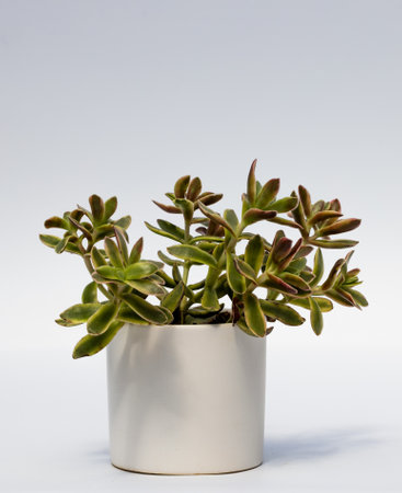 Indoor plant in a flower pot, isolated on a white background. Sedum Adolphii,  Crassulaceaeの写真素材