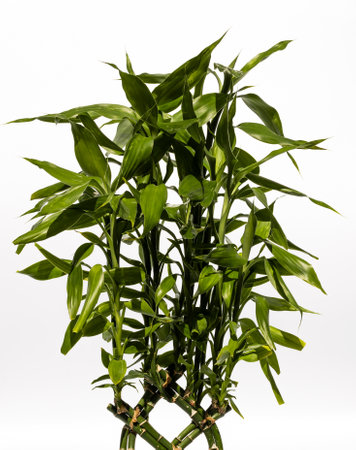 Indoor plant in a flower pot, isolated on a white background. Sander's dracaena, ribbon dracaena, lucky bamboo, curly bamboo, Chinese water bamboo, Goddess of Mercy's plantの写真素材