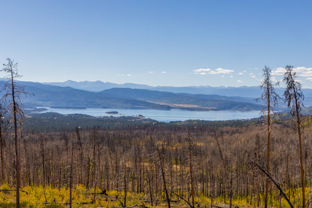 Bare Trees from Forest Fire near Stillwater Pass, Granby Lake, Coloradoの写真素材