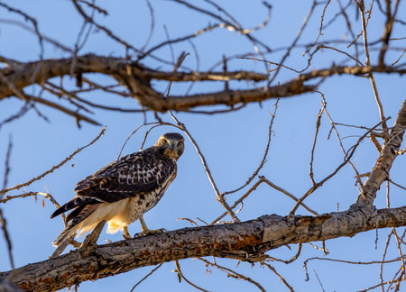 Red-Tailed Hawk Sitting in a Tree at the Rocky Mountain Arsenal in Coloradoの写真素材