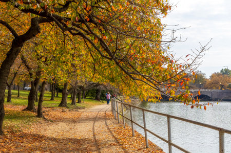 Beautiful Autumn foliage in  Washington DCの写真素材