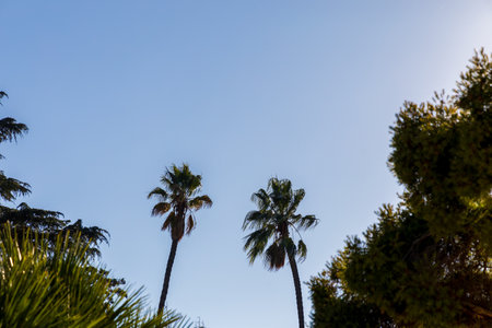 Green palm trees against bright blue sky in Fremont, Californiaの写真素材