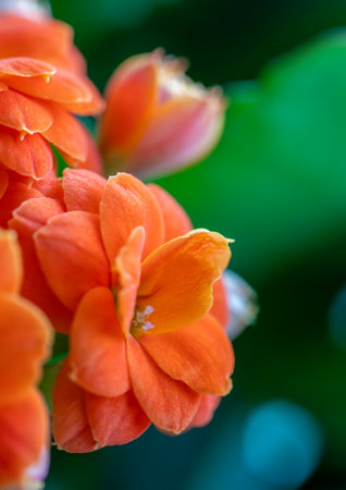 Kalanchoe Blossfeldiana (Flaming Katy, Christmas Kalanchoe, Florist Kalanchoe). Kalanchoe flowers close-upの写真素材