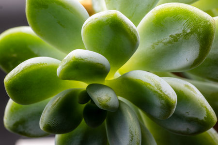 Houseplant, Succulent Pachyphytum, isolated, close-up viewの写真素材