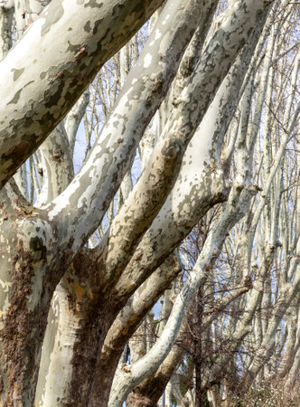 Plane tree branches on the Janiculum Hill in Rome, Italyの写真素材