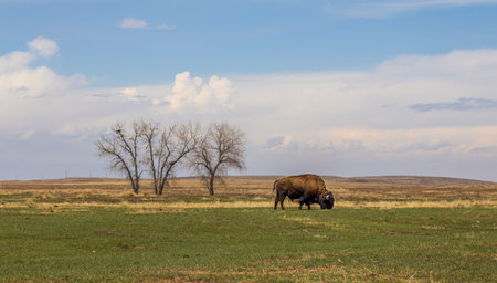 Buffalo herd at Rocky Mountain Arsenal National Wildlife Refuge, Colorado.の写真素材