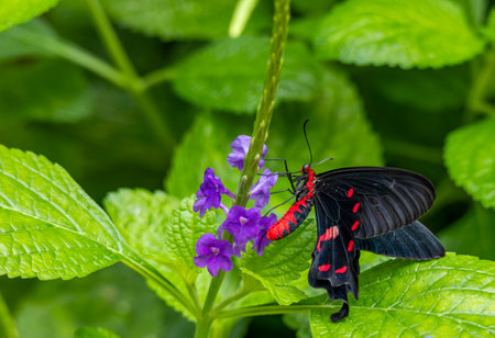 Beautiful tropical butterfly on a green blurred background. Common Rose Butterfly (Pachliopta aristolochiae)の写真素材