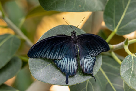 Beautiful tropical butterfly on a green blurred background. Great Mormon (Papilio Memnon)の写真素材
