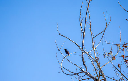 Bird on a bare tree on a beautiful spring dayの写真素材