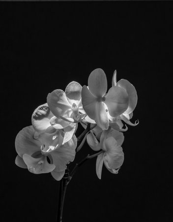 Pink phalaenopsis orchids on a black background. Close-up, selective focus.の写真素材
