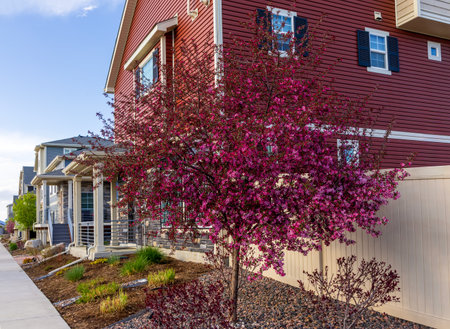 Cherry blossom trees in the newly constructed neighborhood in Aurora, Coloradoの写真素材