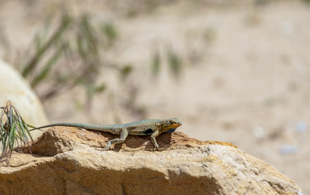 Western side-blotched lizard sun bathing. Dinosaur National Monument, Utahの写真素材