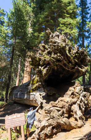 Michigan Tree, Giant Fallen Sequoia in the Sequoia National Park in Californiaの写真素材